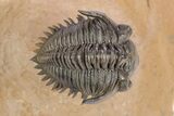 Impressive Metacanthina Trilobite - Lghaft, Morocco #382868-3